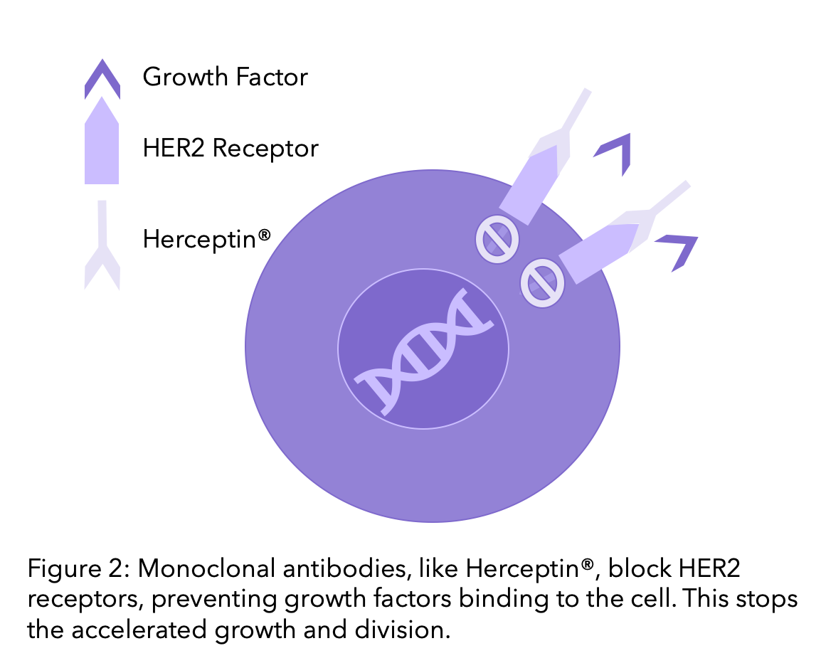 Herceptin working with HER2 Receptors