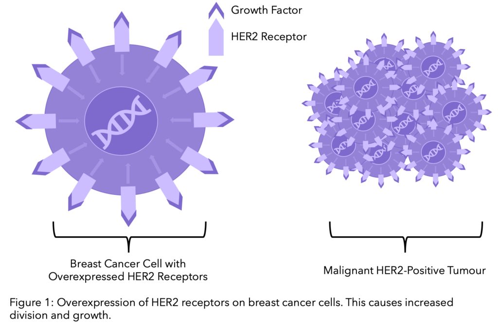 HER2 Receptors on cancer cells