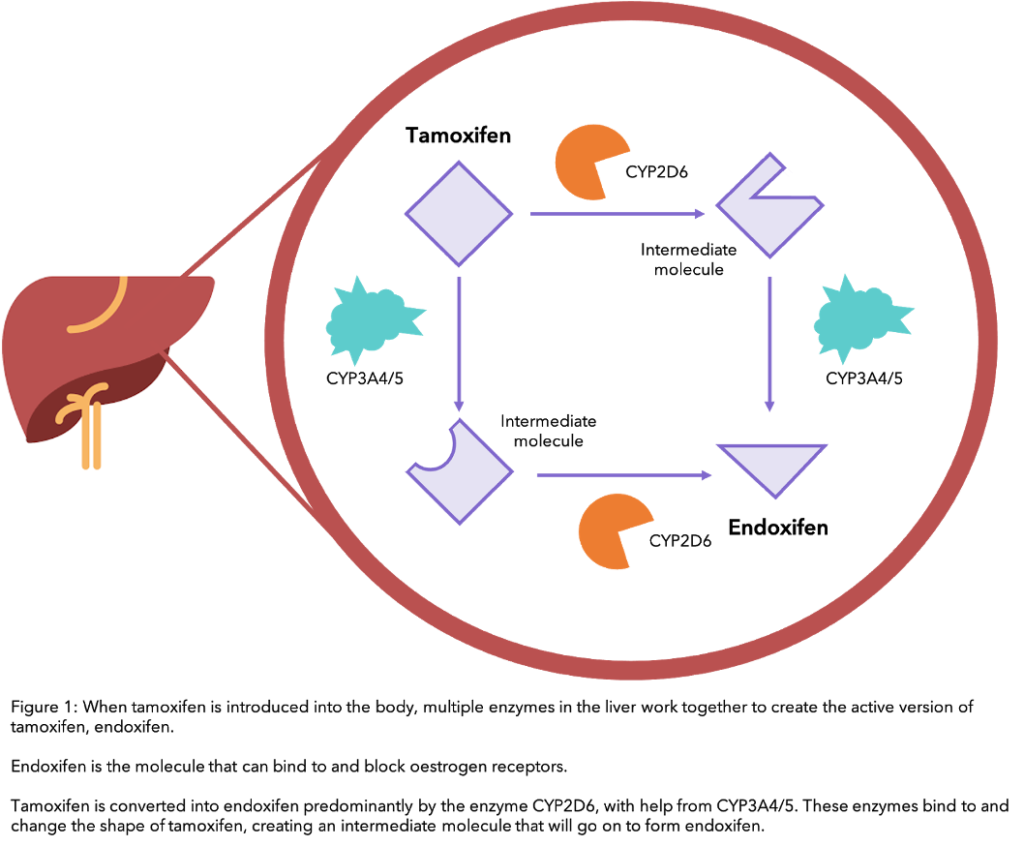 A figure showing how Tamoxifen works and is processed in the liver. 